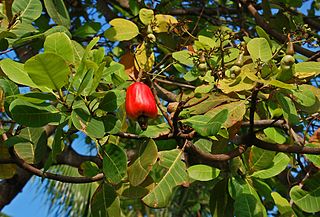 Manfaat Jambu Monyet