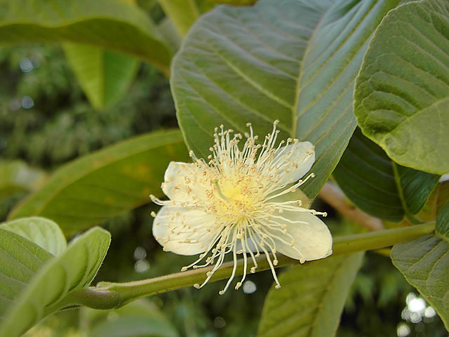 Manfaat Jambu Biji