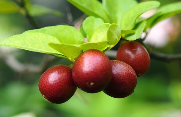 Manfaat Jeruk Kingkit 