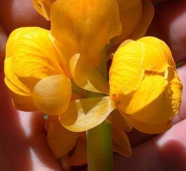 Manfaat Ketepeng Cina