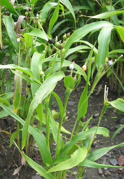 Manfaat Jali batu